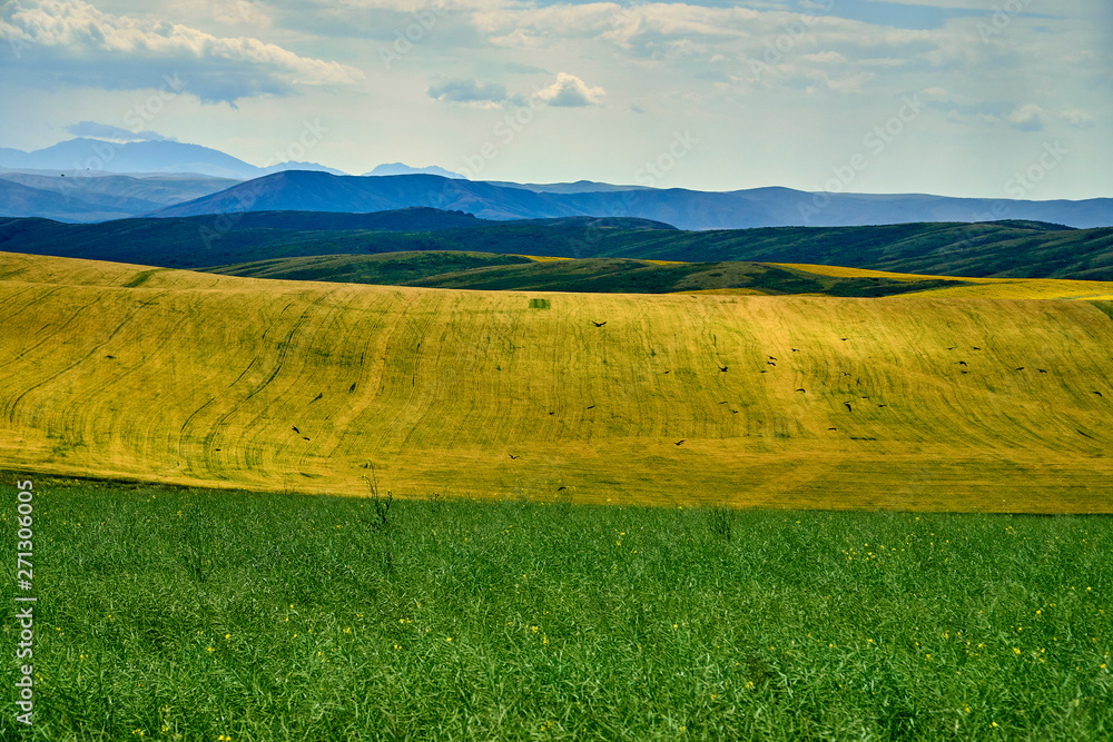 Fototapeta premium Beautiful panoramic aerial summer view at field of ripe sunflowers before the storm on the Bukhtarma mountains in the valley of the river Irtysh, eastern Kazakhstan