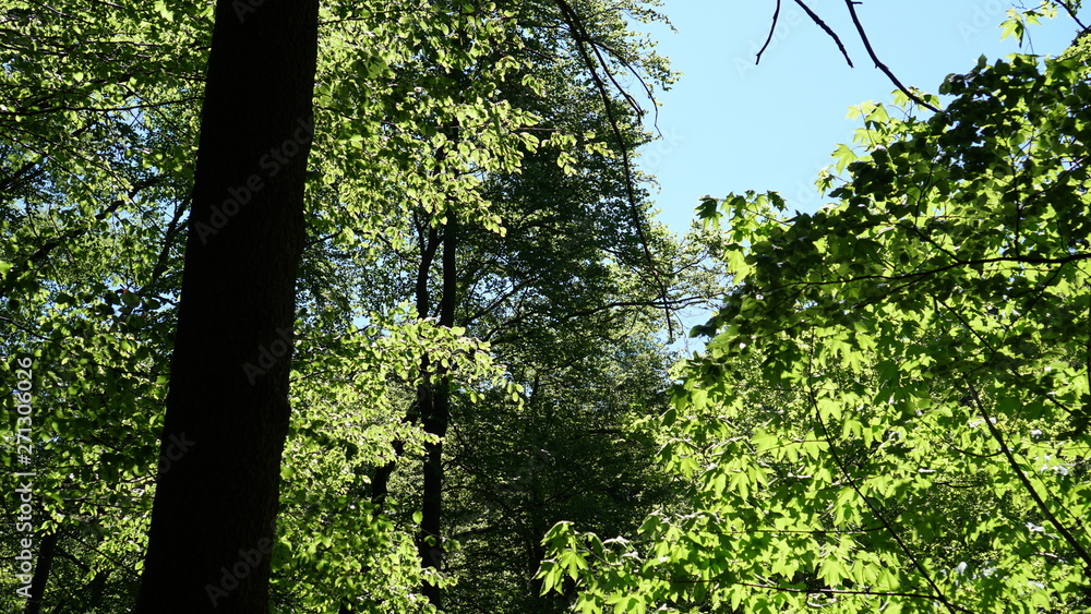 Fototapeta premium Thüringer Wald - Bäume und Himmel
