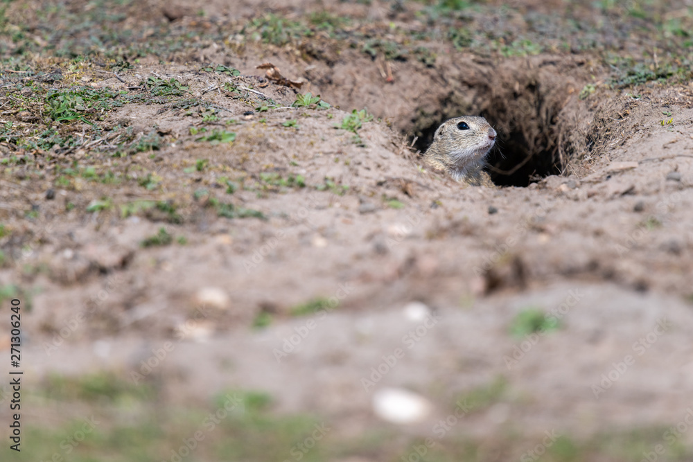 A wild european ground squirrel A wild european ground squirrel