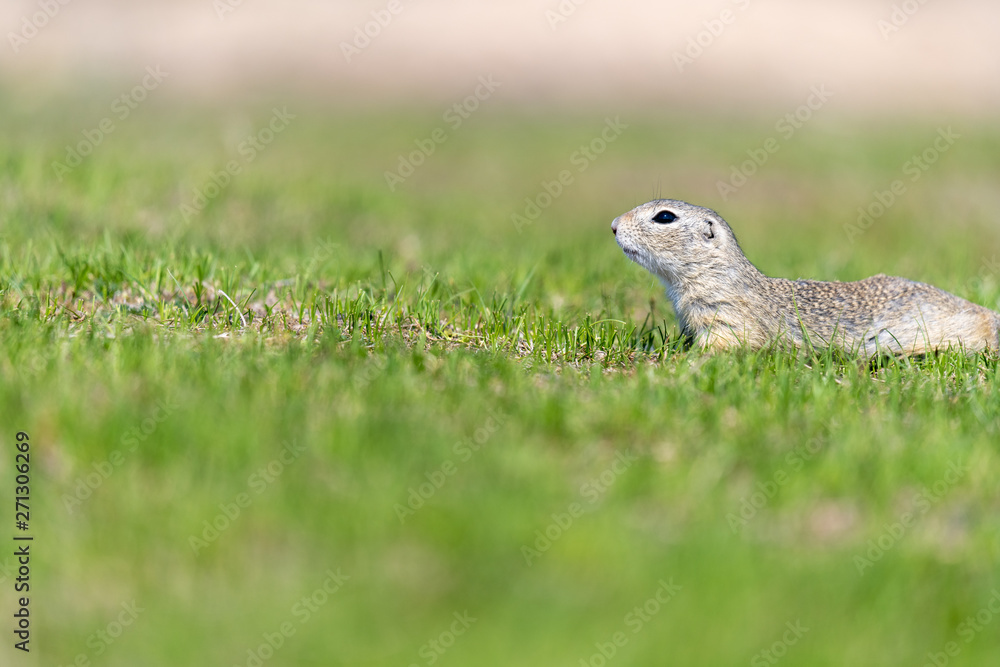 A wild european ground squirrel A wild european ground squirrel