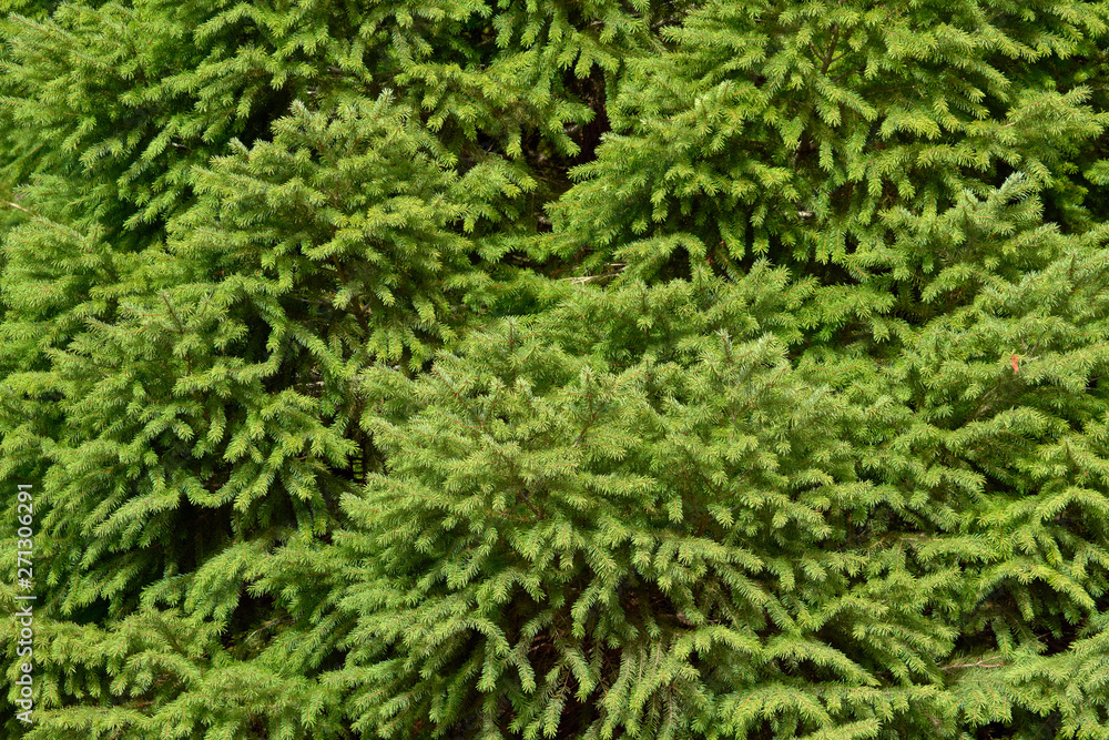 Fir needle shaped leaves background.