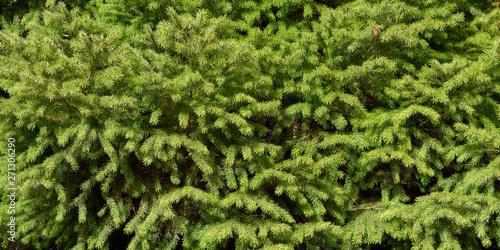 Panoramic format texture of the fir needle shaped leaves. © thecolorpixels