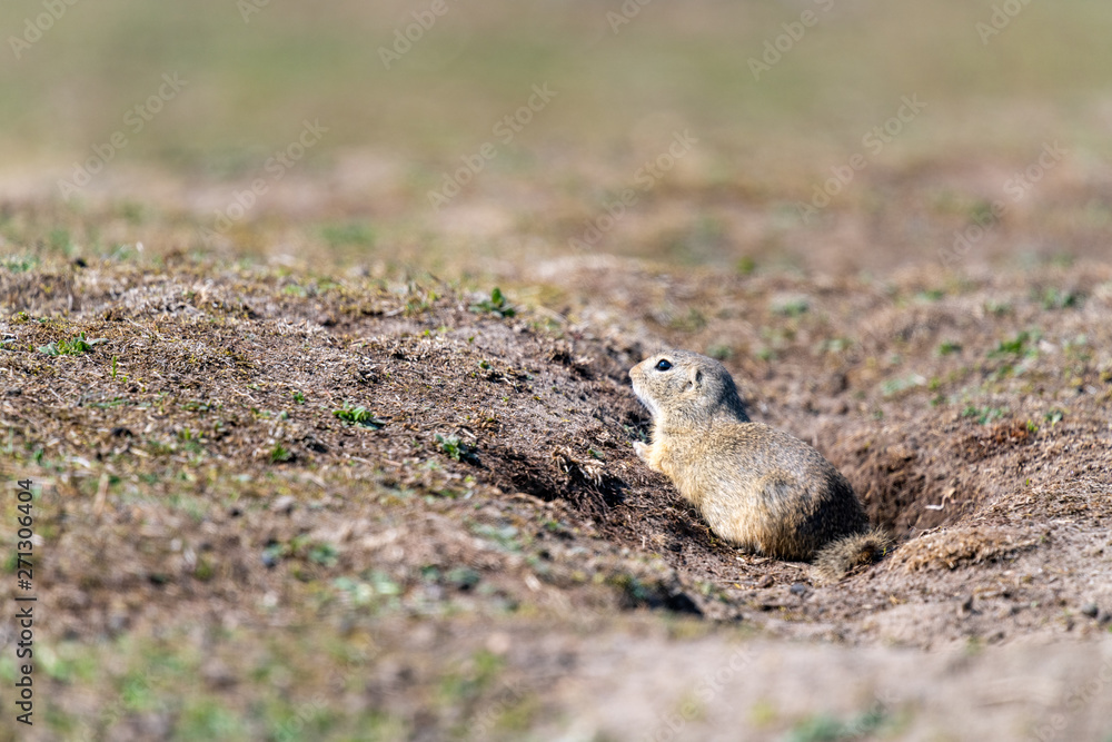A wild european ground squirrel A wild european ground squirrel