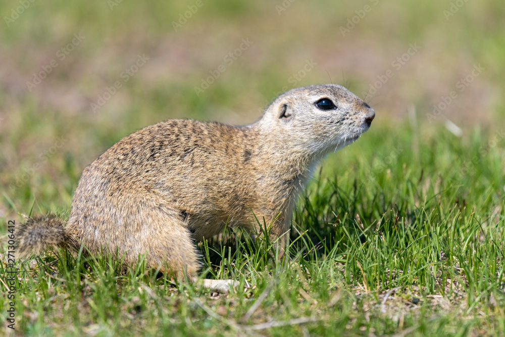 Fototapeta premium A wild european ground squirrel