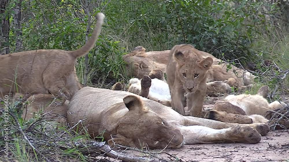 Lionesses and cubs interacting. Detail of a cub passing over its mother. Greater Kruger South Africa. Flat plane. Zoom in Lionesses and cubs interacting. Detail of a cub passing over its mother. Greater Kruger South Africa. Flat plane. Zoom in