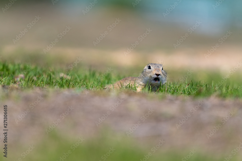 A wild european ground squirrel A wild european ground squirrel