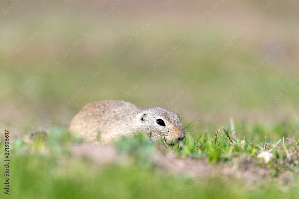 A wild european ground squirrel A wild european ground squirrel