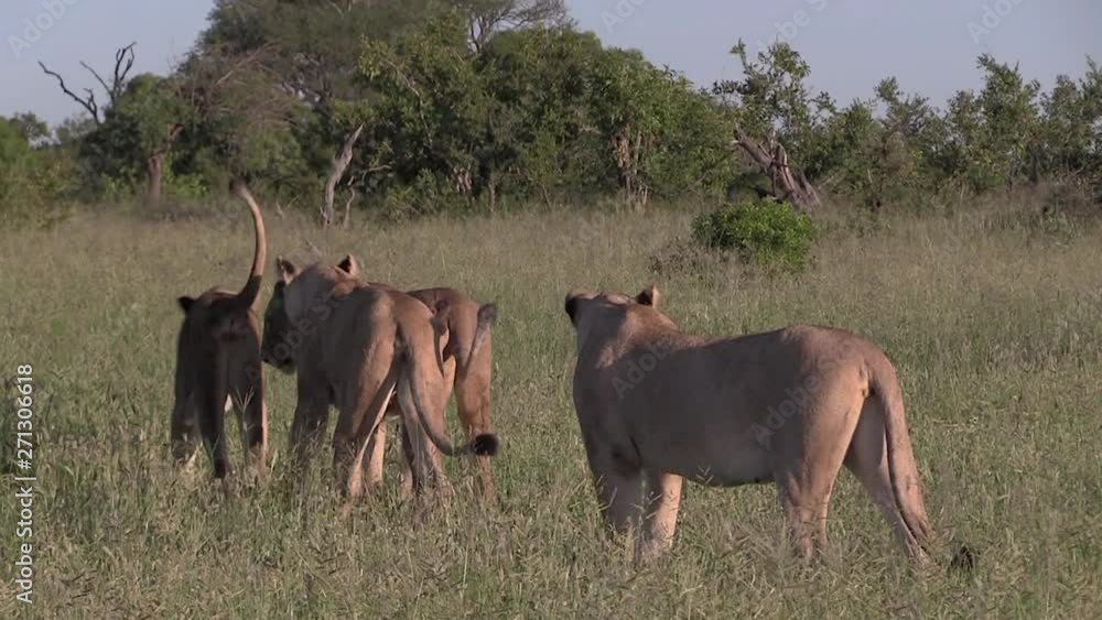 Lionesses together in the wild at sunset. Greater Kruger South Africa. Moving camera Lionesses together in the wild at sunset. Greater Kruger South Africa. Moving camera