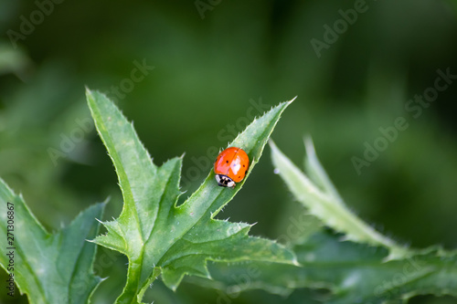Red ladybug on a green leaf on meadow