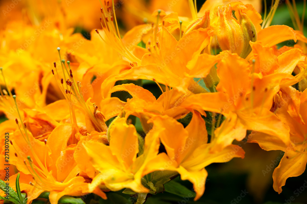 Rhododendron in spring time Rhododendron in spring time