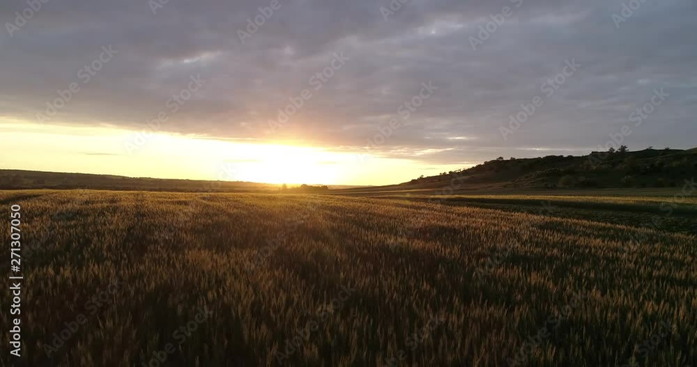 Sunset on the wheat field of the cloud. Arial Sunset on the wheat field of the cloud. Arial
