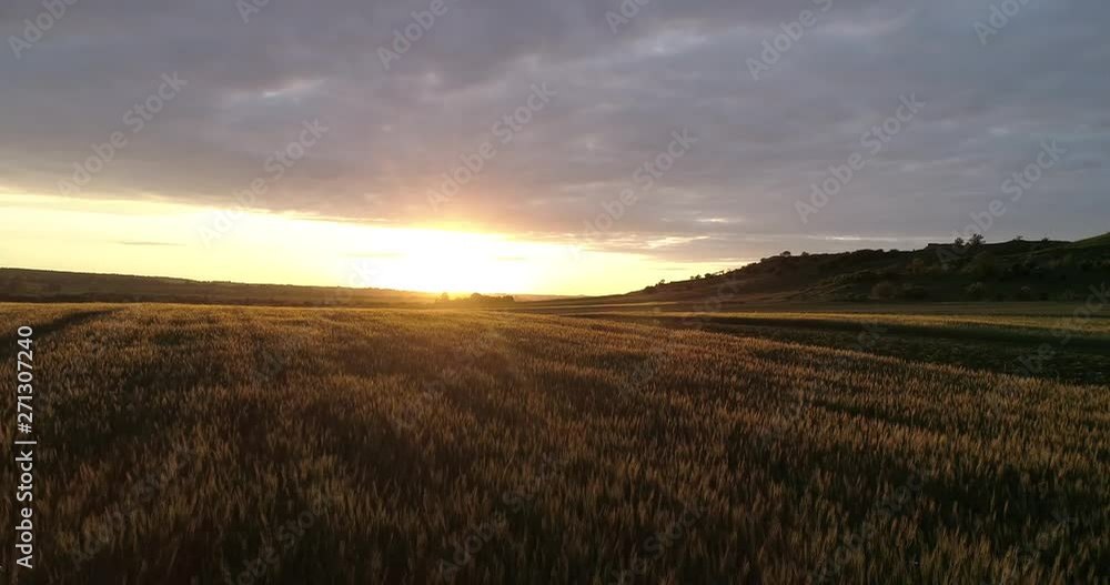 Sunset on the wheat field of the cloud. Arial Sunset on the wheat field of the cloud. Arial