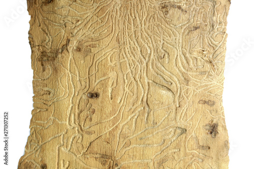 Piękna struktura drewna wyżłobionego przez korniki na białym tle.
