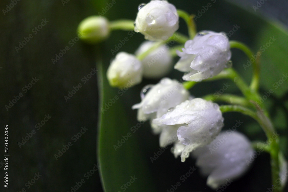 lilies of the valley beautiful flowers on a green leaf. Macro-flora photography. lilies of the valley beautiful flowers on a green leaf. Macro-flora photography.