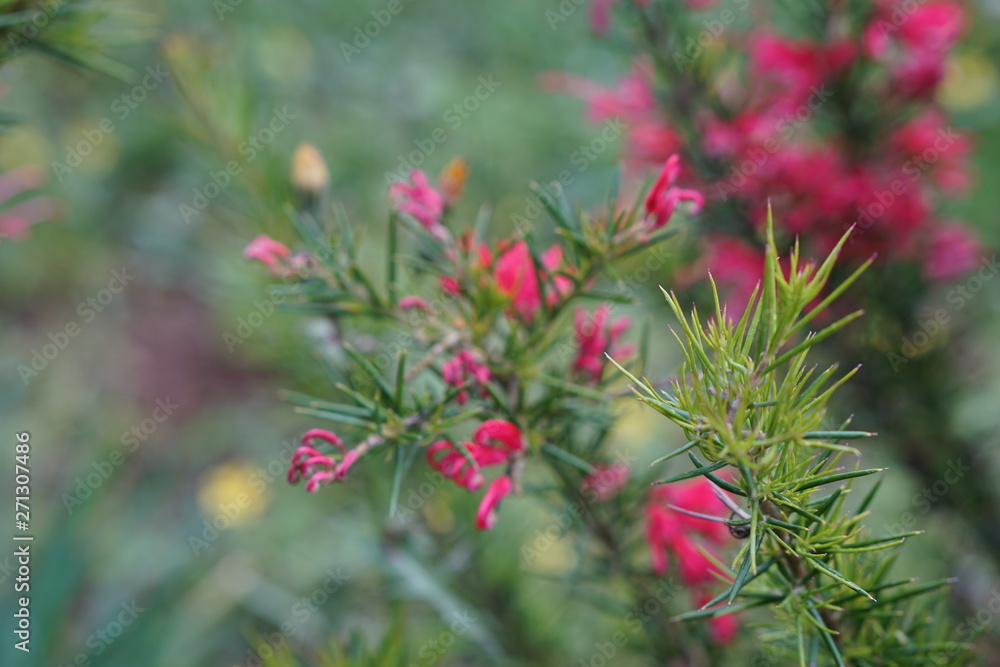 Flowers spring naturel