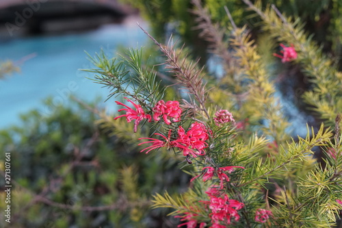 Flowers spring naturel