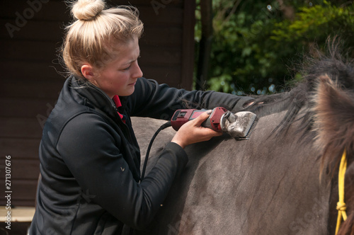 Принти на полотні Black pony being clipped