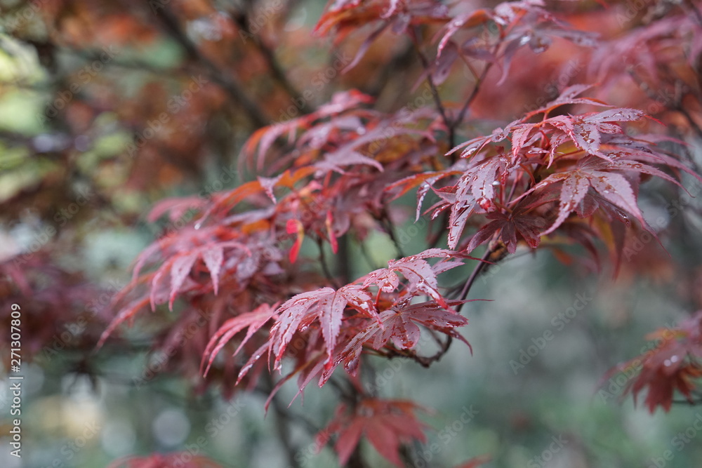 Flowers spring naturel