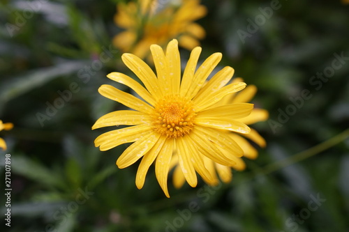 Flowers spring naturel