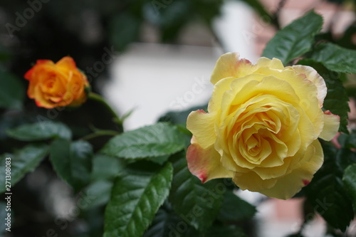 Flowers spring naturel