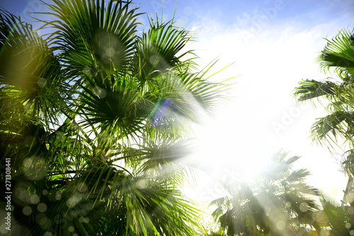 Group of close up palm trees over sunny blue sky