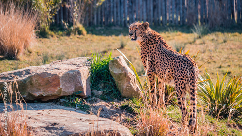 Fotografía Guépard Beauval