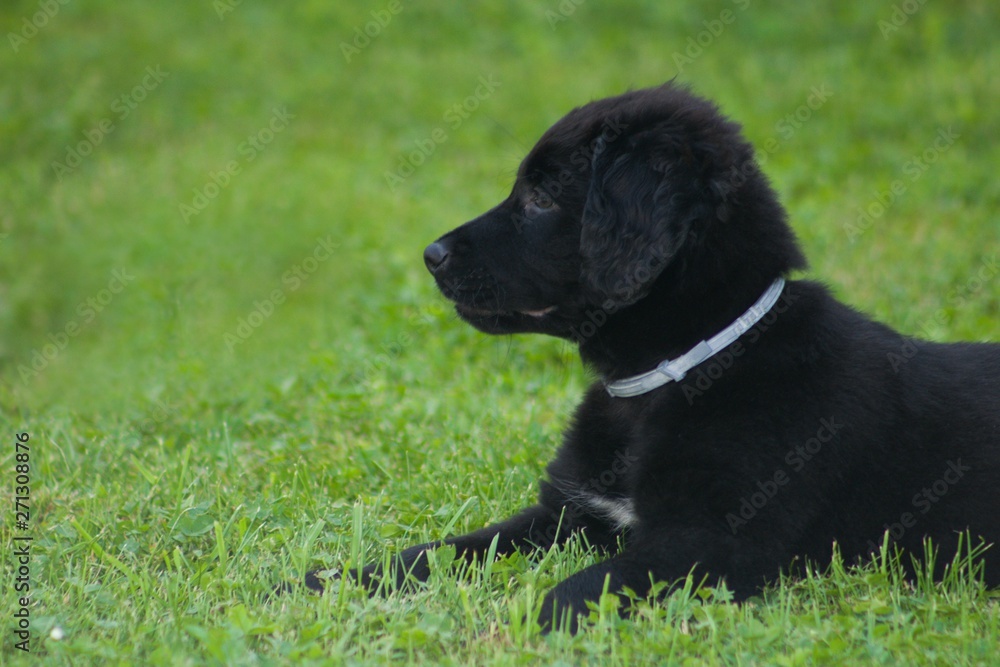 Lying Black Dog Portrait - Labrador hybrid and retriever.Black ten week old puppy Labrador lying on green grass.