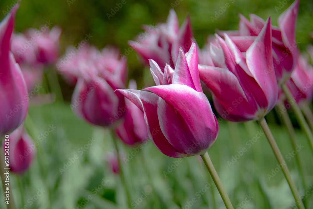 pink tulips in the garden