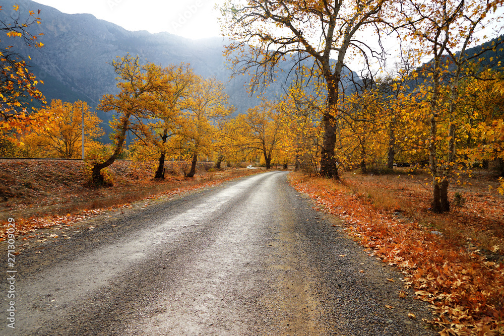 Landscape image of dirt countryside dirt road with colorful autumn leaves and trees in forest of Mersin, Turkey