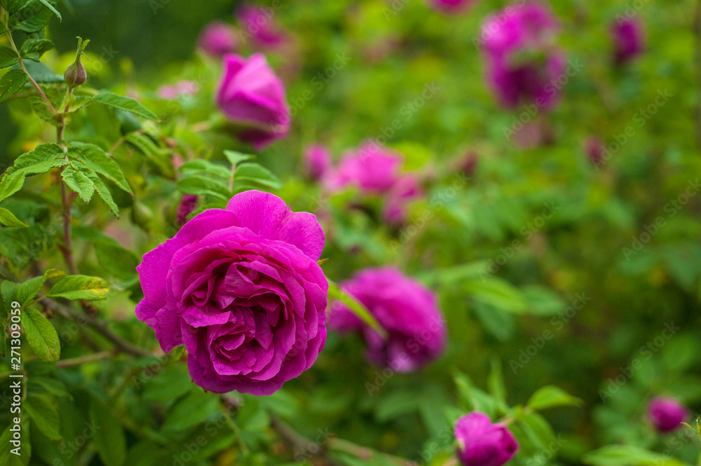 Pink roses with buds on a background of a green bush in the garden. Beautiful pink flowers in the summer garden. Bush of purple roses close up. Pink roses with buds on a background of a green bush in the garden. Beautiful pink flowers in the summer garden. Bush of purple roses close up.