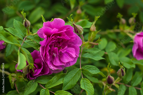 Pink roses with buds on a background of a green bush in the garden. Beautiful pink flowers in the summer garden. Bush of purple roses close up.