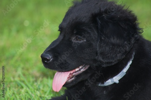 Lying Black Dog Portrait - Labrador hybrid and retriever.Black ten week old puppy Labrador lying on green grass.