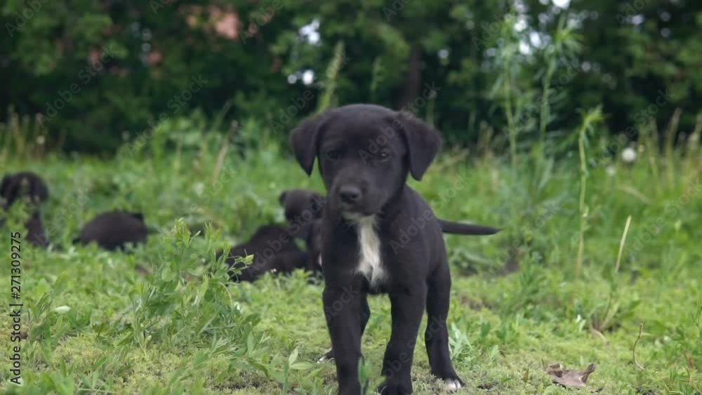 Mongrel puppy, black coloring go on the grass slow Mongrel puppy, black coloring go on the grass slow