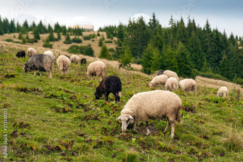 Mountain landscape with herd of sheep graze on green pasture in the mountains. Young white and brown sheep graze on the farm. © Viktoria