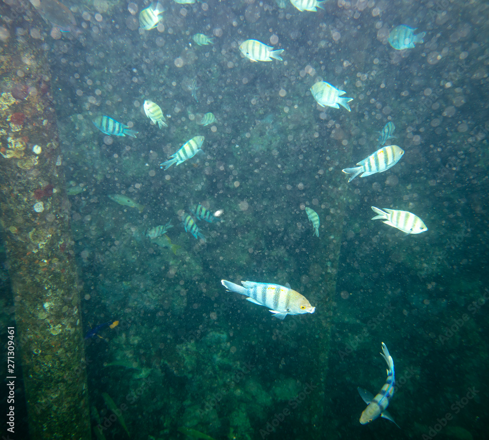 Fototapeta premium sea fish near coral, underwater