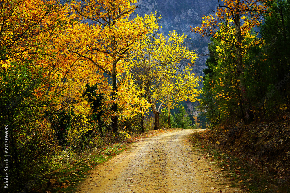 Fototapeta premium Landscape image of dirt countryside dirt road with colorful autumn leaves and trees in forest of Mersin, Turkey