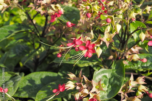 Beautiful Red Flowers Clerodendrum thomsoniae blossom on branches with green leaves background, common name is bleeding glory-bower, glory-bower, bagflower or bleeding-heart vine.