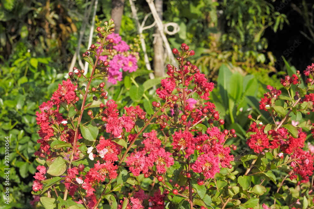 Beautiful red flower Lagerstroemia Blossom on branches with green nature blurred background, also known as crape myrtle or crepe myrtle. Beautiful red flower Lagerstroemia Blossom on branches with green nature blurred background, also known as crape myrtle or crepe myrtle.