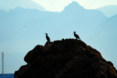 group of tropical seabird stting and restin on rocks at Mediterranean seaside of Antalya