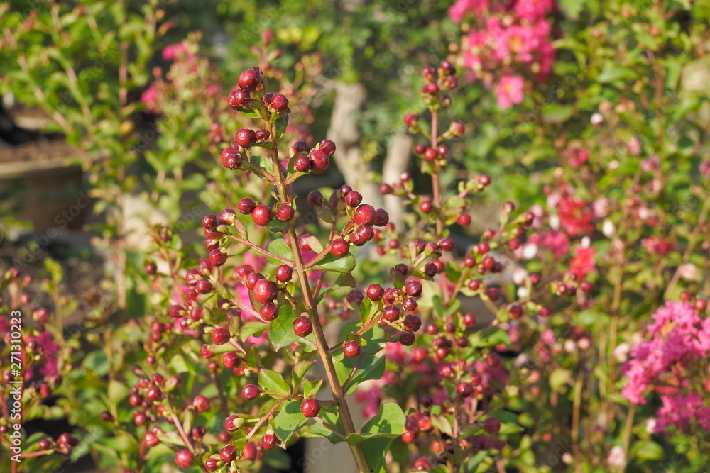 Beautiful red flower Lagerstroemia Blossom on branches with green nature blurred background, also known as crape myrtle or crepe myrtle. Beautiful red flower Lagerstroemia Blossom on branches with green nature blurred background, also known as crape myrtle or crepe myrtle.