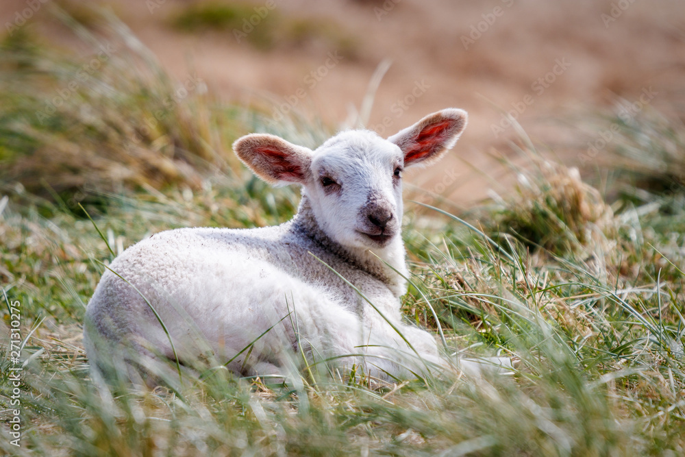 Obraz premium Lamm im Gras liegend