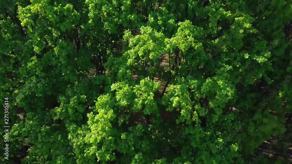 Aerial 4K flyover. Magical mountain forest with the trees growing on hills Aerial 4K flyover. Magical mountain forest with the trees growing on hills