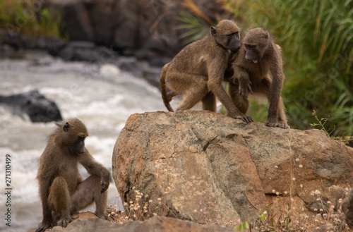 Baboons playing together on the rocks by the river