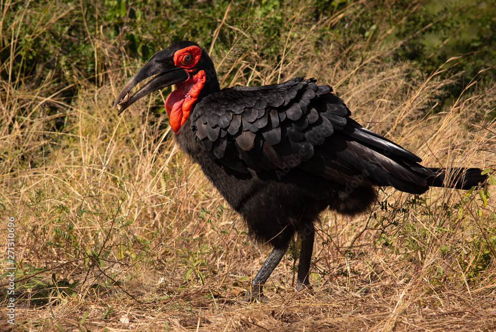 Obraz premium Single ground hornbill facing left with something in the beak