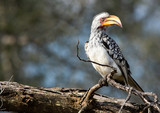 Southern yellow billed hornbill turning to look left