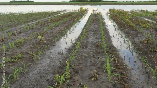 Rows of young green corn plants in field damaged in flood, zoom in video, agriculture in spring