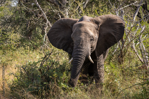 Young elephant feeding on a bush facing viewer