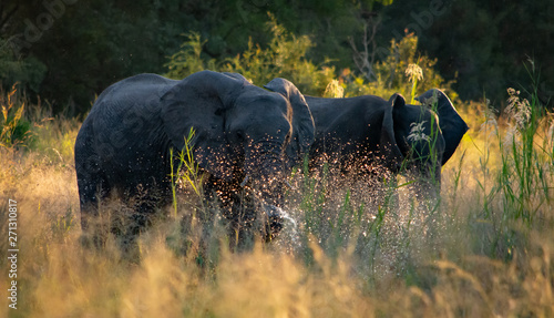 Photography Two elephants playing and splashing water