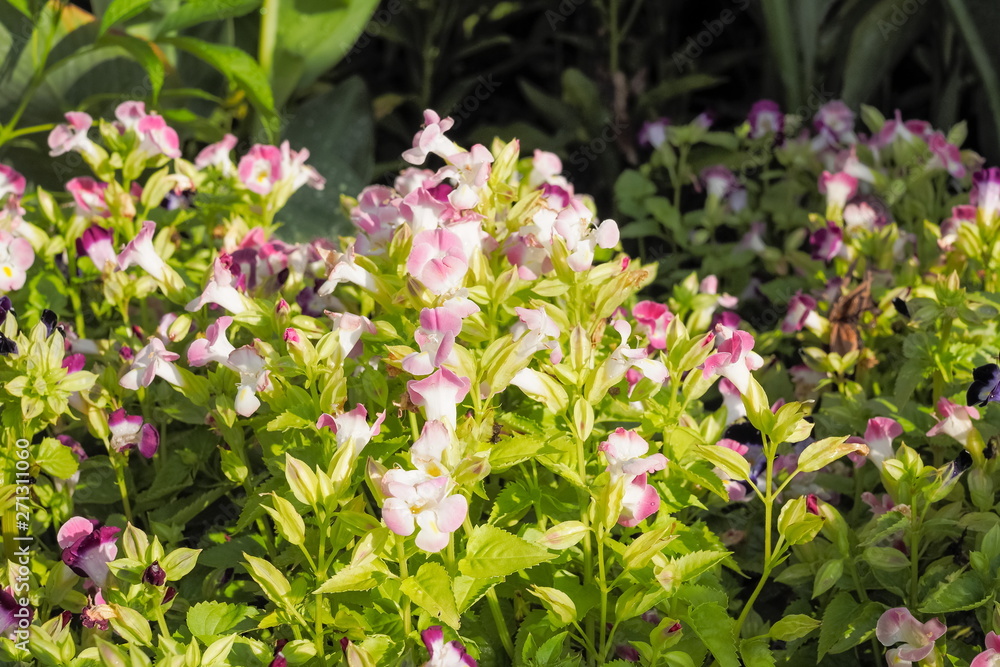 Torenia fournieri, the bluewings or wishbone flower pink blossom on tree with green leaves background. Torenia fournieri, the bluewings or wishbone flower pink blossom on tree with green leaves background.