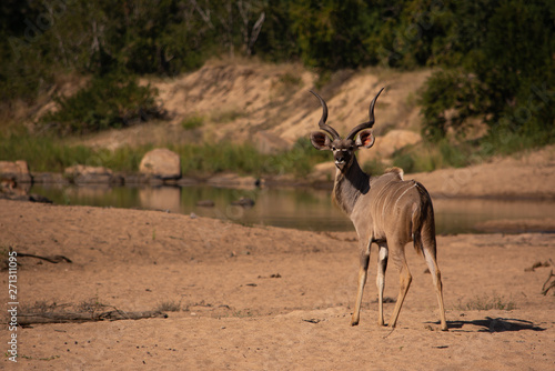 Kudu bull in river wash on sand